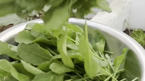 Full Spinach Harvest Today 🌱