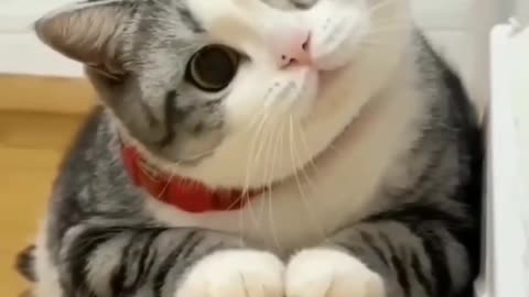 new funny animals best moments 25 #shorts #cats #dogs #pets