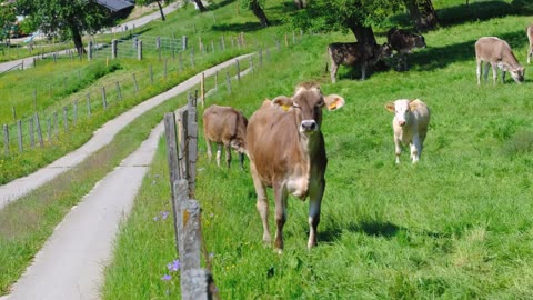 Cows on Pasture