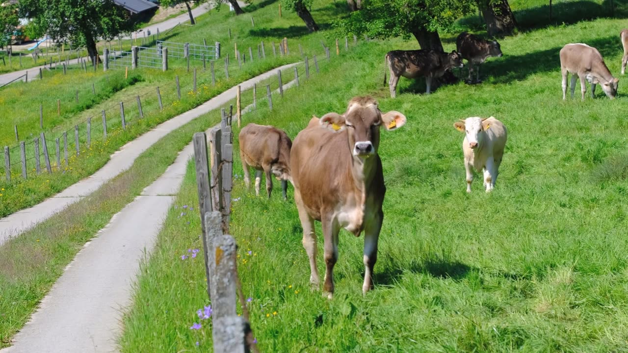 Cows on Pasture