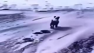 Littels Dog's Comedy Videos 🤣 so cute videos 😍funny videos 🤣 so cute picture 😍 funny videos 🤣