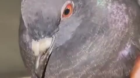 😂🐦 This Pigeon's Reaction is Hilarious! | FunFM