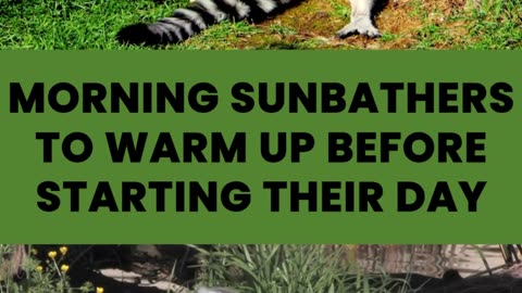 What Animal Uses Stink Fights Sunbathes In The Morning And Lives Only In Madagascar?