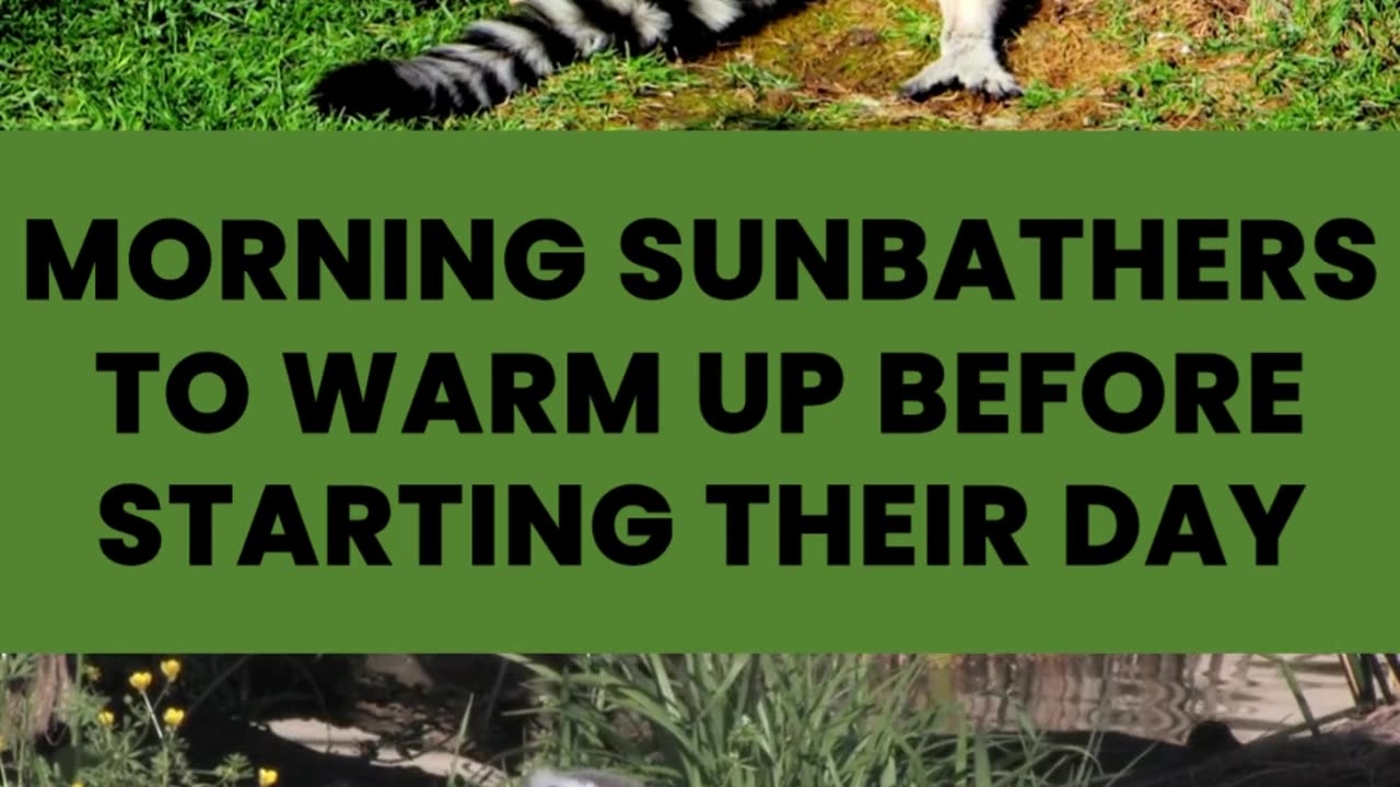 What Animal Uses Stink Fights Sunbathes In The Morning And Lives Only In Madagascar?