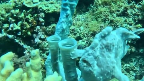 🤯✨ Wait Until You See This Master of Disguise! | FeedMyCuriosity
