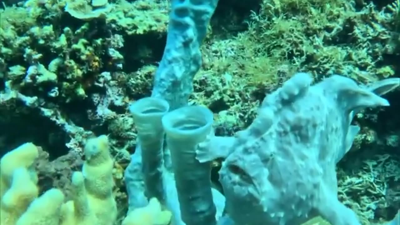 🤯✨ Wait Until You See This Master of Disguise! | FeedMyCuriosity