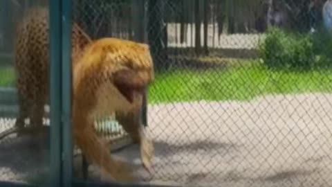 Tiger Kills Man Taking Selfie in Zoo Enclosure #youtubeshorts #nature #tiger #youtubevideos