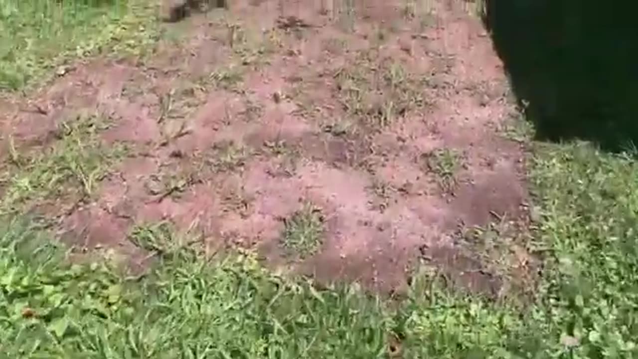 Filling Joints With Polymeric Sand _ Weed And Grass Removal