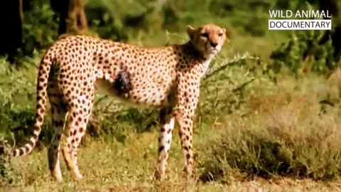 WILD SAVANNAH | The Mystery of the Fastest Warriors