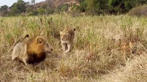 😂 Bet He's Behind on Cub Support Payments... You'll Laugh! | FunFM