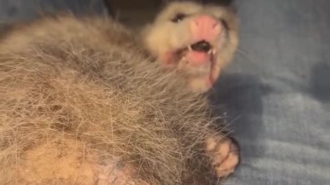 Possum pal