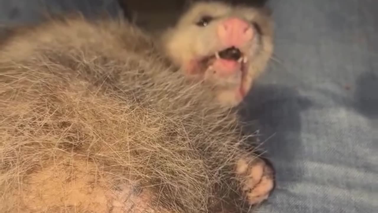 Possum pal