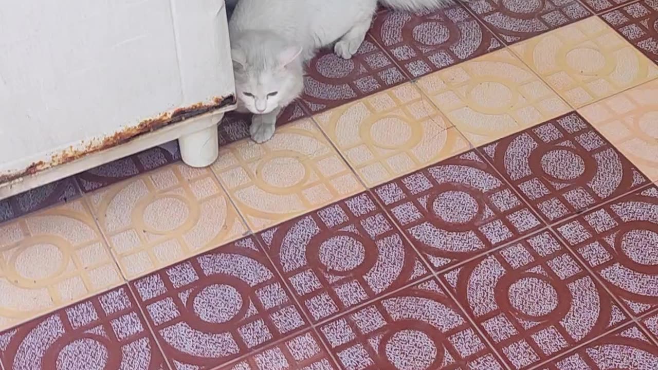Cat Fun