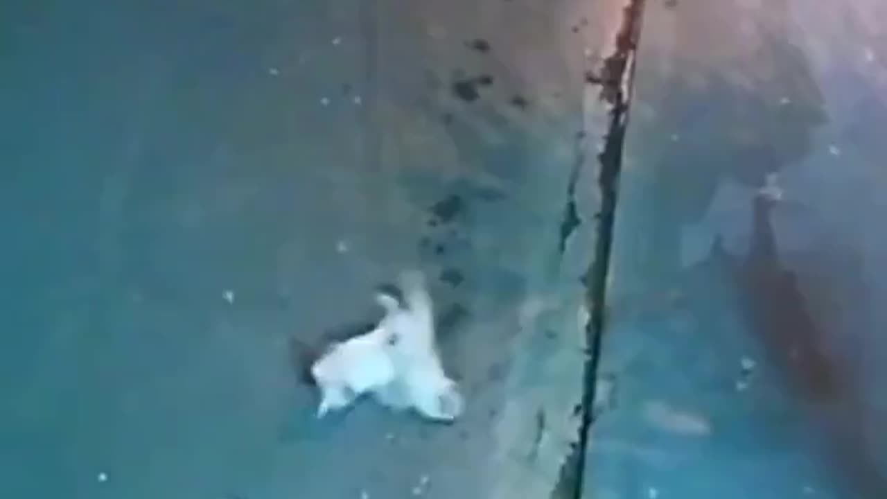🐱In Brazil, a cat saved his friend from a dog attack