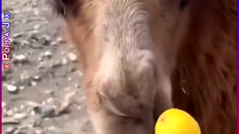 Life Gives You Lemons 🐫