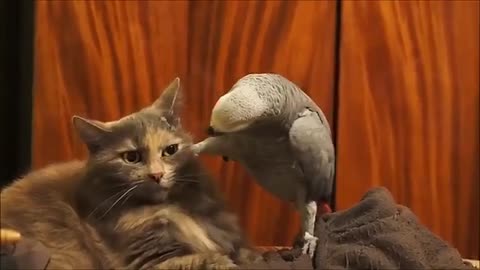 Parrot Vs Cat