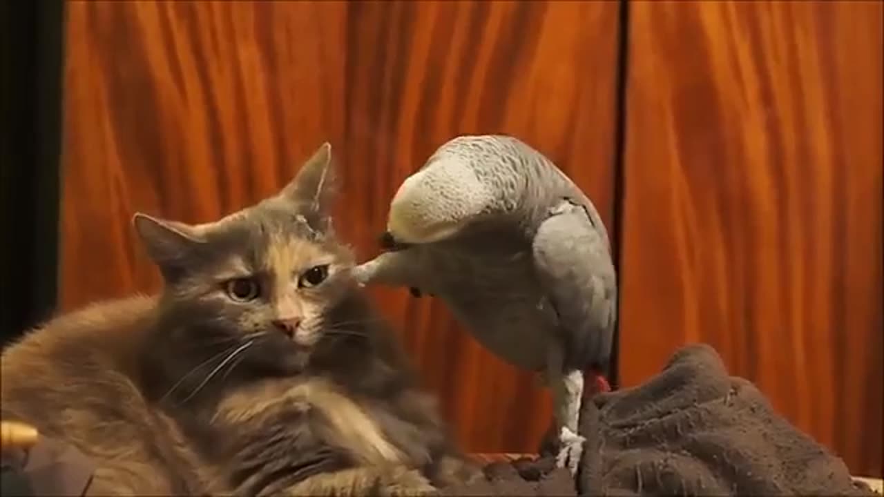Parrot Vs Cat