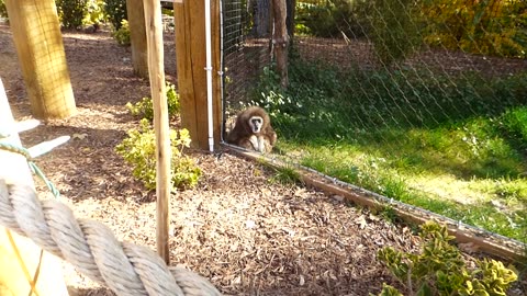 Li bao calling, and papa responds again