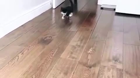 😂🐱 That Run is STRAIGHT Out of Tom and Jerry! | FunFM