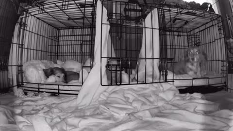 After bad dream dog go to his sister ❤️