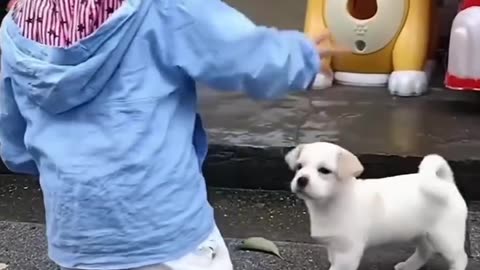 Animal