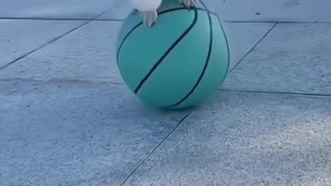 Shuhtzu go round
