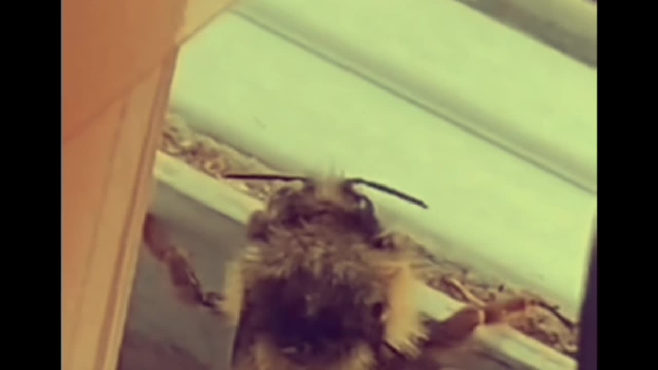 This bee loves my song 😭