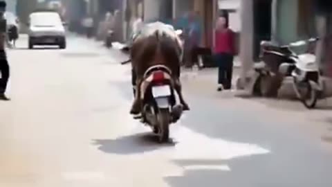 funny cow can ride a motorbike