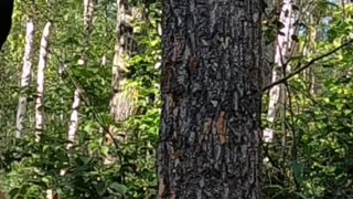 Chopping Down That Tree_ Forest Cabin's Survival Story #livingoffgrid