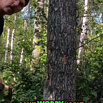 Chopping Down That Tree_ Forest Cabin's Survival Story #livingoffgrid