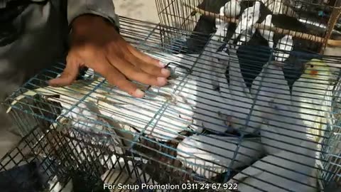 Karachi Birds market 30-11-25