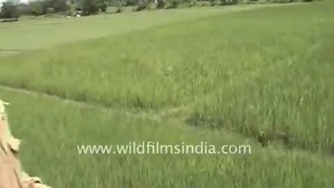 Tiger attacks man