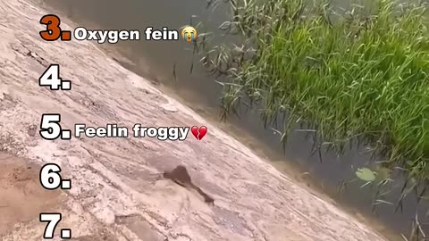 Hysterical Animal Videos
