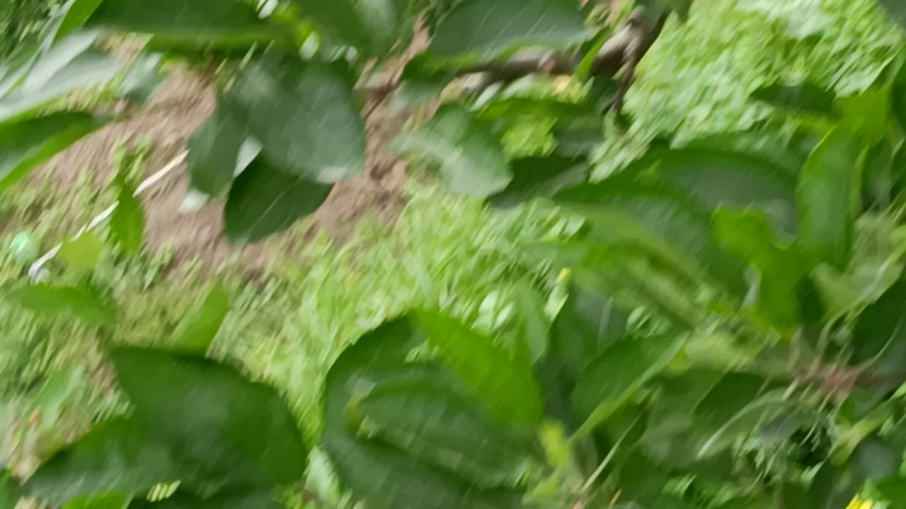 My apple 🍏 farm