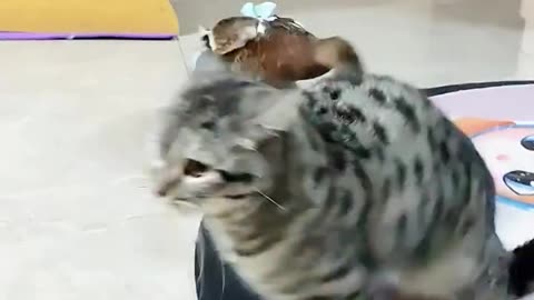 حیوانات خانگی