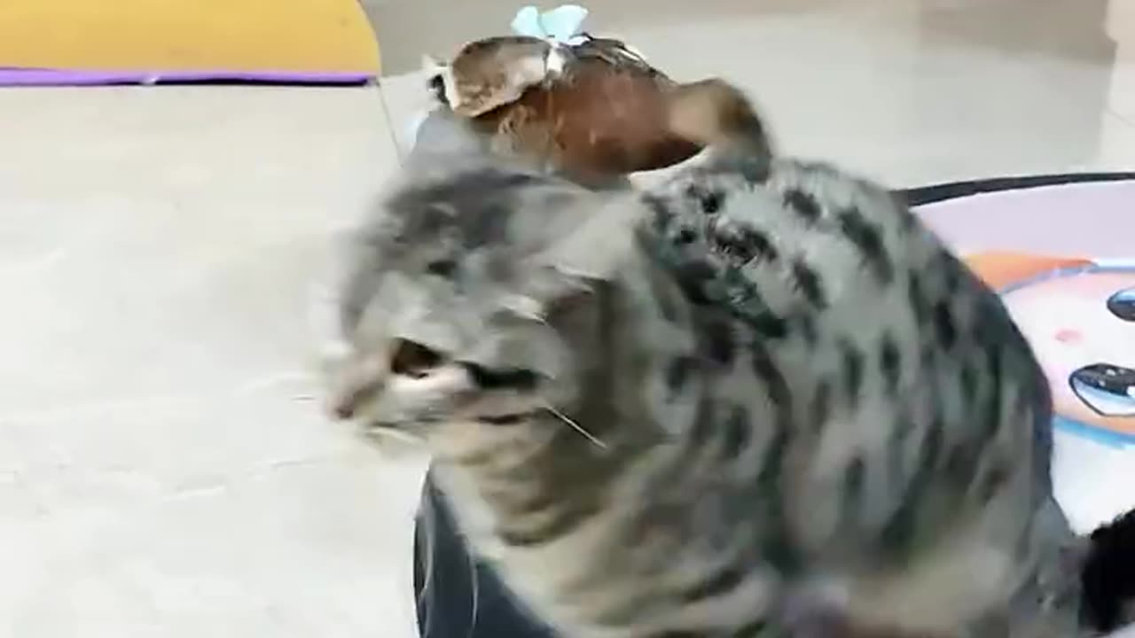 حیوانات خانگی