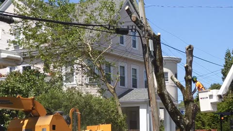 "Tree City USA" becoming "Tree-Less City USA" (Medford, MA)