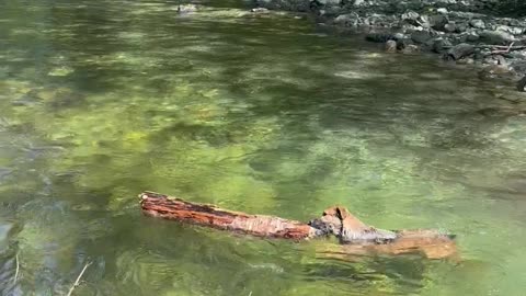 When Your Dog Prefers Logs Over Sticks