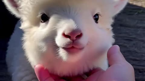 Cute Animal AiVideos
