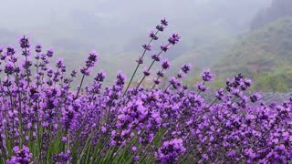 Lavender Field Calm 💜🌿 | Soft Piano Music & Peaceful Nature Views
