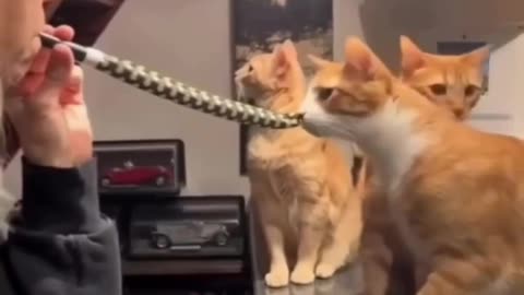 🐱👀 Cats Wanting Cute Things is the Best! | FunFM