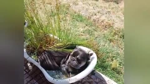 Funny videos of CATS🐱 and DOGS🐶 Best funny videos of ANIMALS 🤣2025