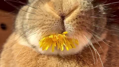 Rabbit Munches On Springtime Dandelion