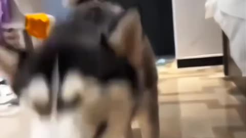 Full Comedy Videos 🤣 so cute puppies comedy 😂 funny videos 🤣