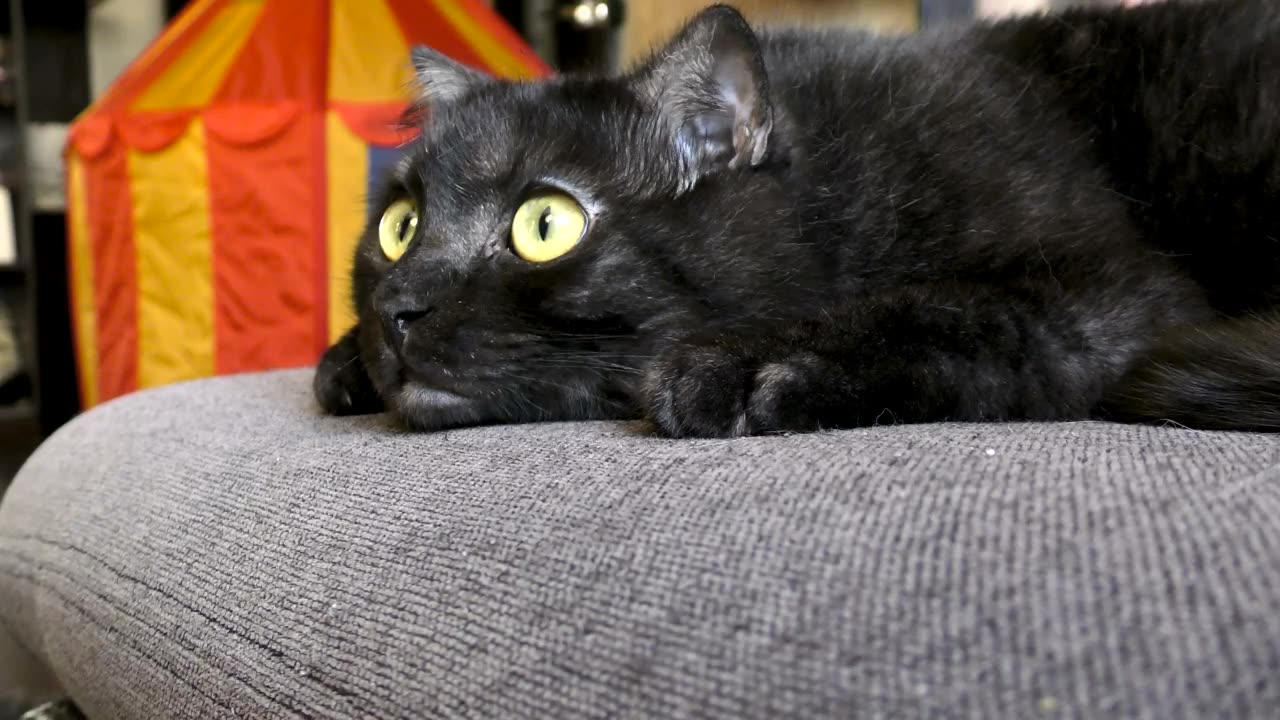 Playful black cat with bright eyes following a toy around