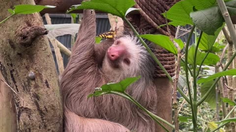 Sloth Plays With Butterfly Bestie