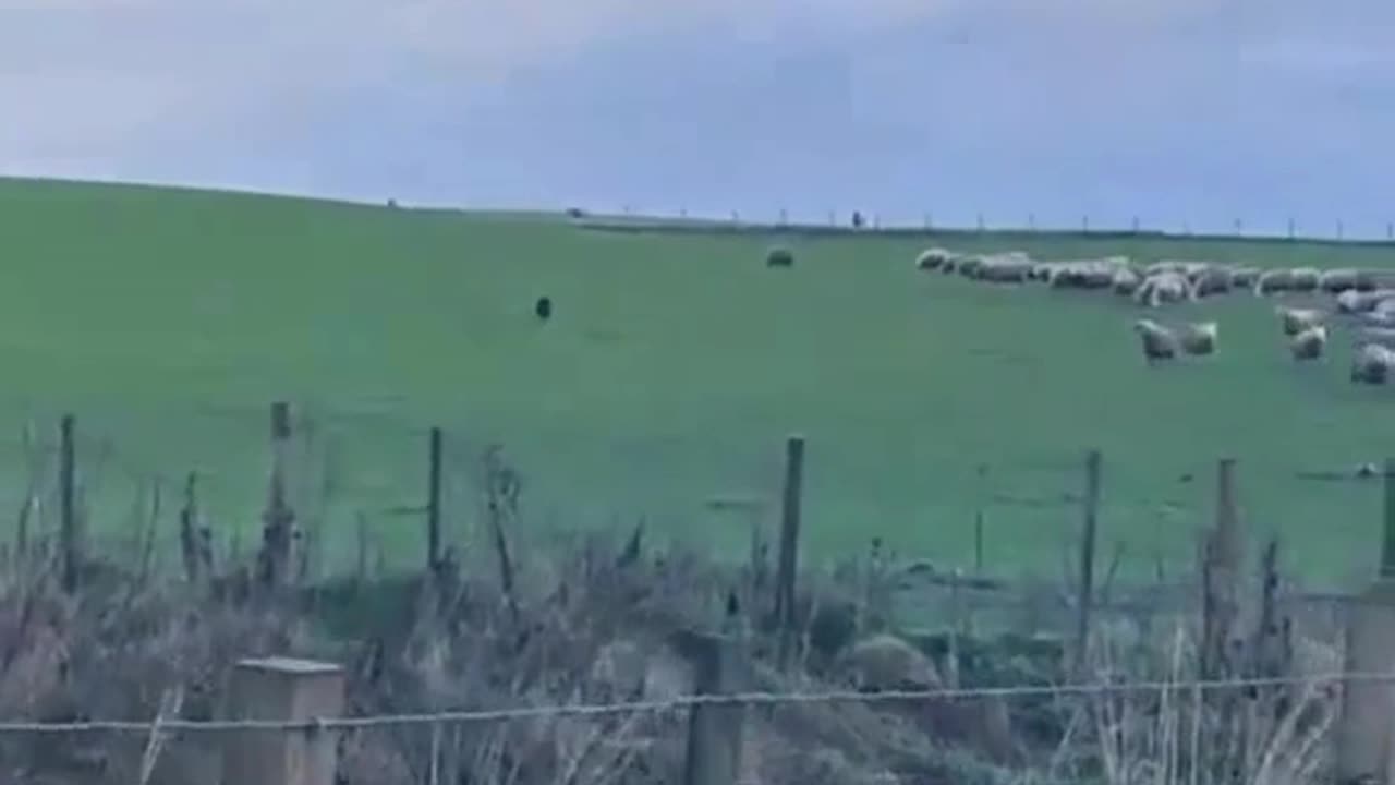 Farm Life in Action: Herding Dog at Work 🐕‍🦺🐑🌾