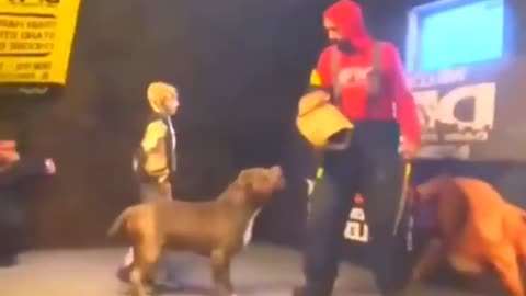 A Pit Bull trained to protect a little boy
