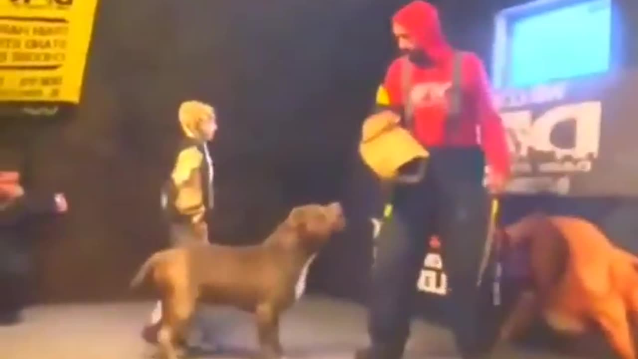 A Pit Bull trained to protect a little boy