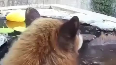 A Menagerie of Wild Animals come to the Watering Hole